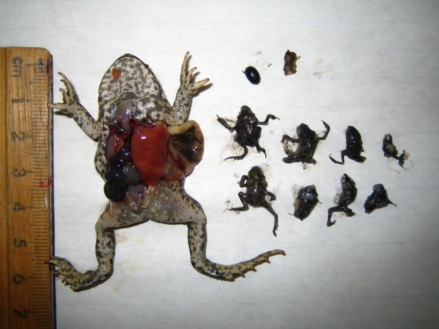 The baby toads (right) were all found inside the stomach of this larger toad.