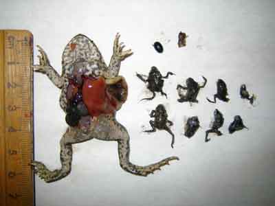 Baby Toads Baby Toads