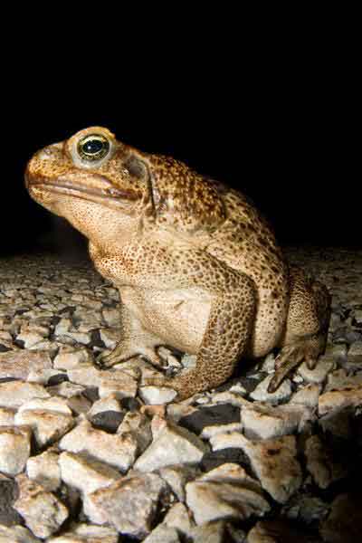 Toad with parasite Toad with parasite