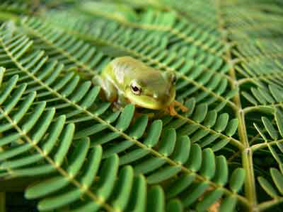 Young green tree frog